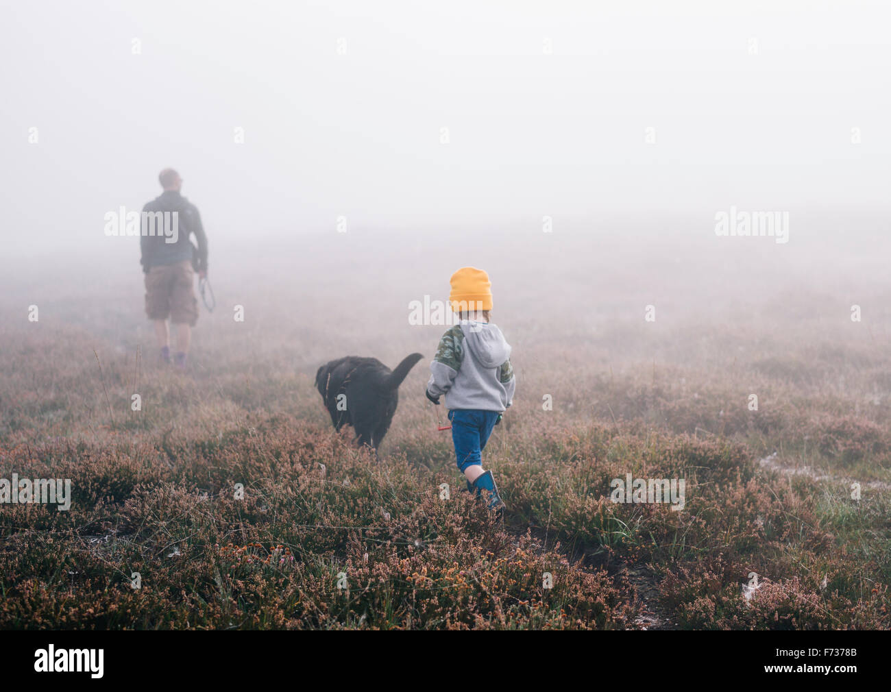 An adult and a child with a dog, walking through heather in autumn mist. Stock Photo