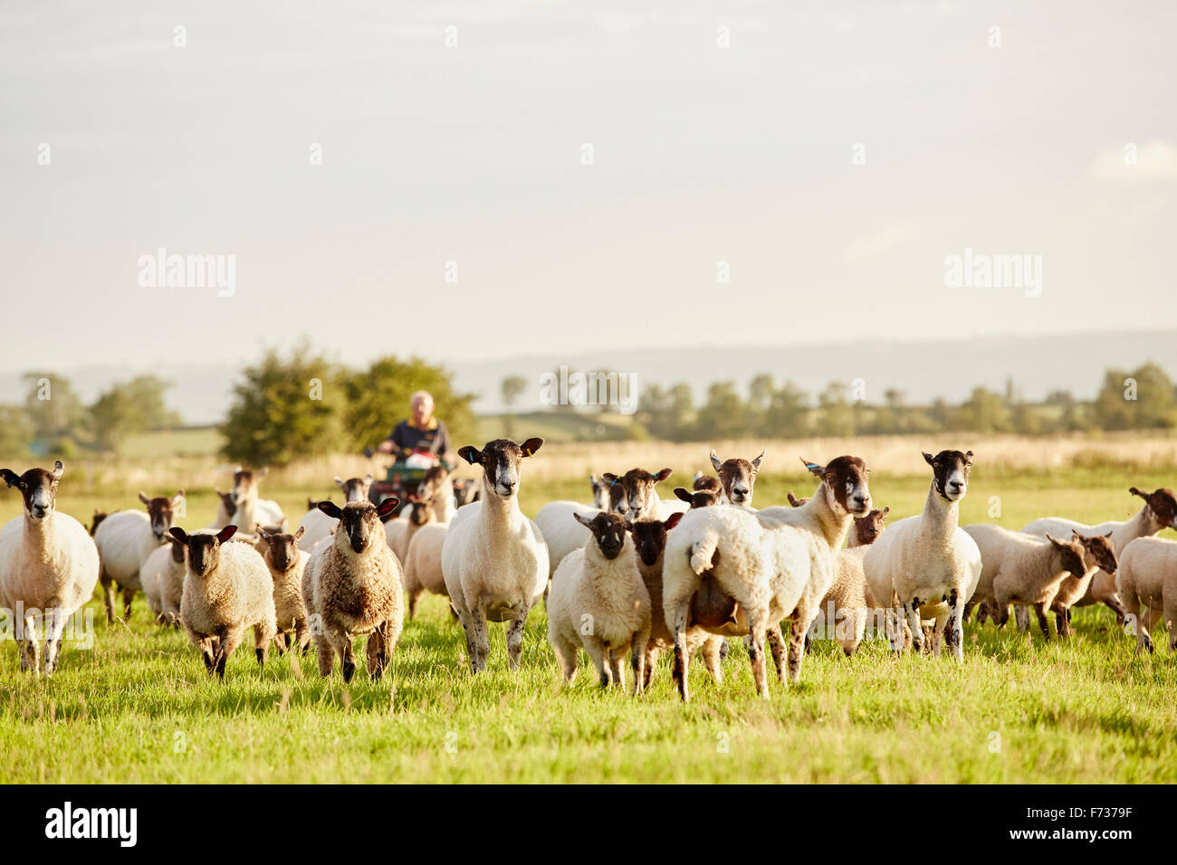 A flock of sheep alert with their heads up, and a man on a quadbike. Stock Photo