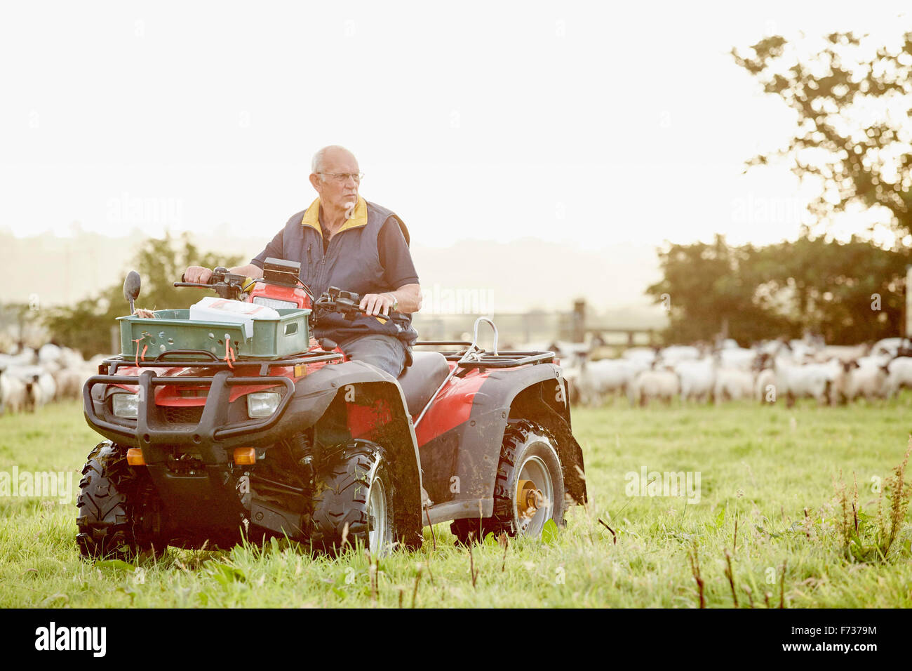 A farmer on a quadbike in a field, with a large flock of sheep behind him. Stock Photo