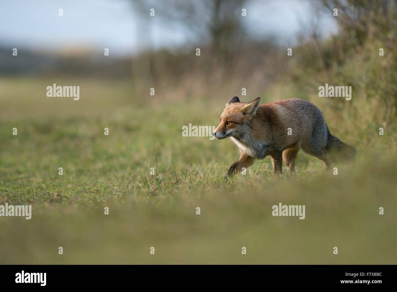 European Red Fox / Rotfuchs ( Vulpes vulpes ) in thick wintercoat stalks along a hedge, searching for food on grassland. Stock Photo