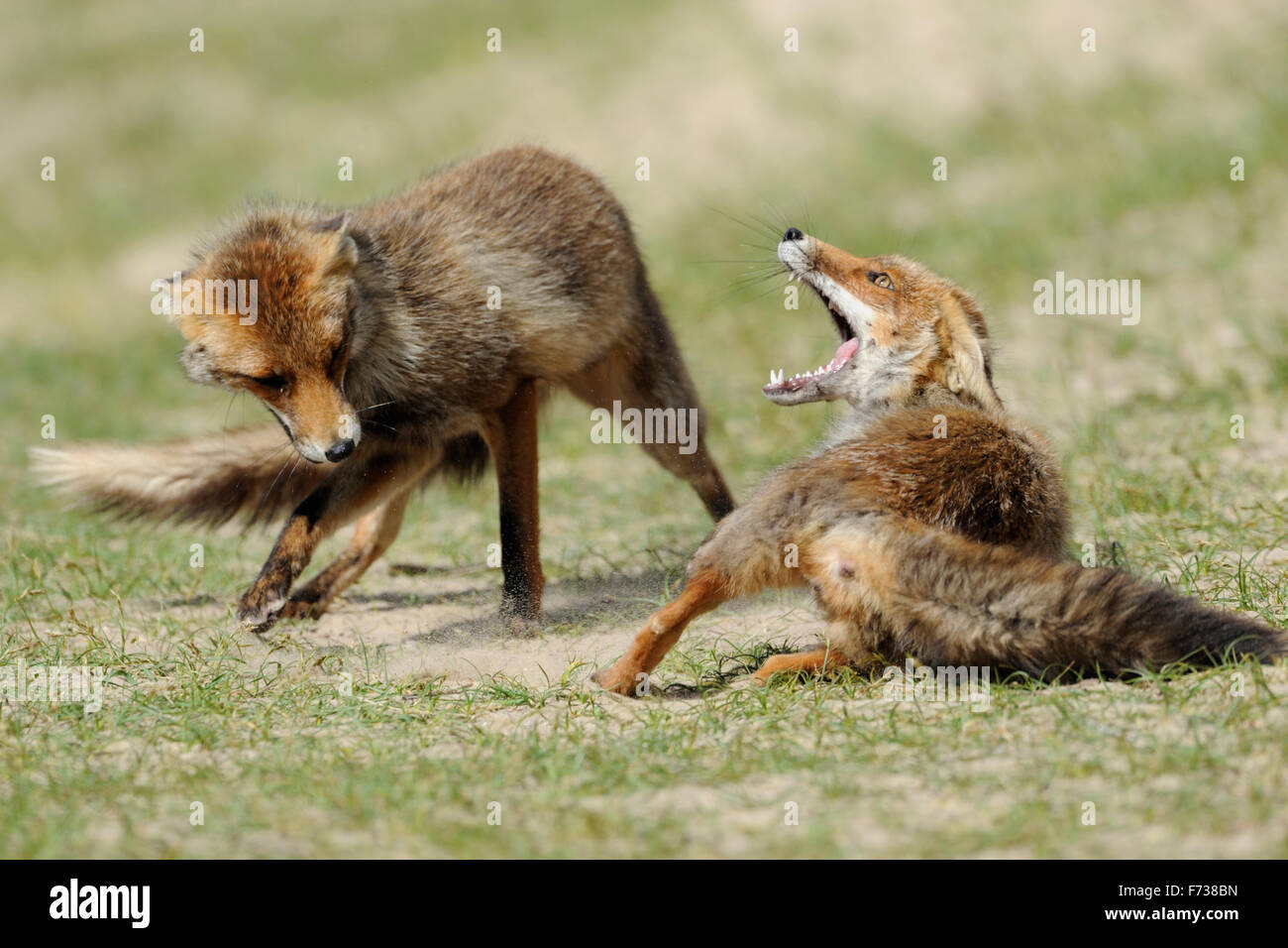 Red Foxes / Rotfuechse ( Vulpes vulpes ), rivals in fierce fight, struggle, chasing each other. Stock Photo