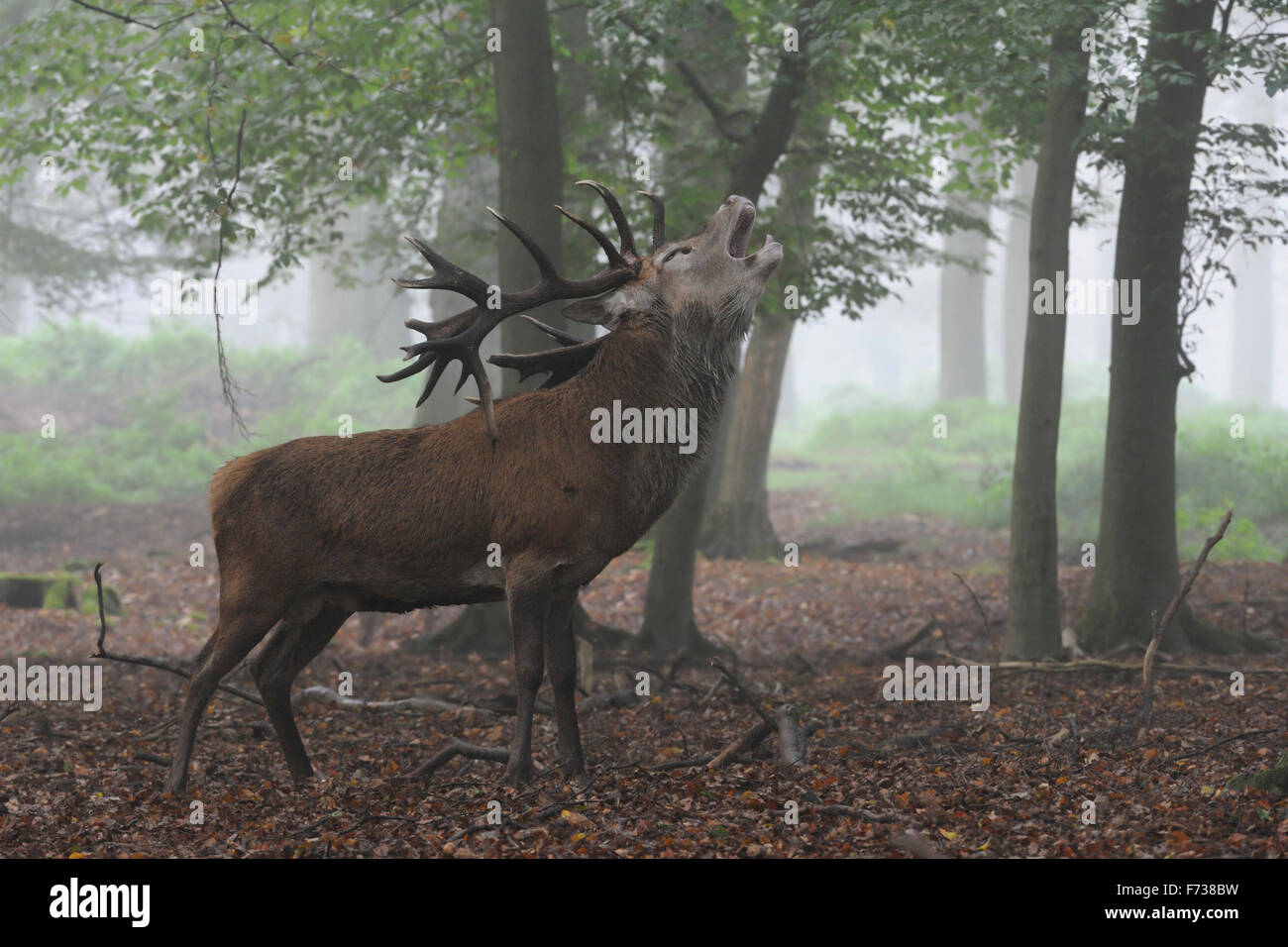 Strong Red Deer / Stag / Rothirsch ( Cervus elaphus ) bellowing in hazy autumnal open woods, rut, rutting season. Stock Photo
