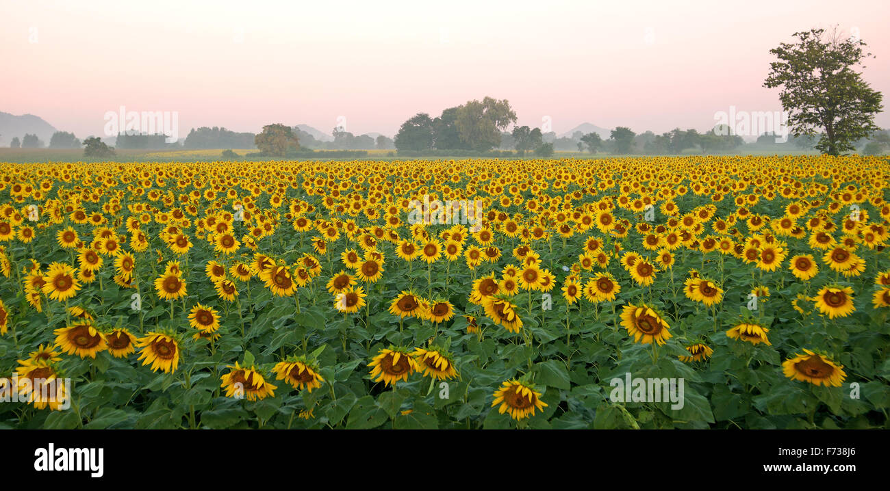 blooming sunflower field against beautiful sky background Stock Photo ...
