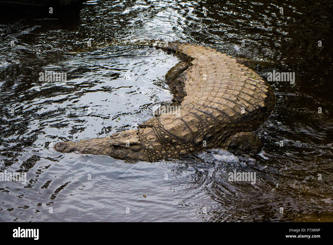 Nile Crocodile Stock Photo
