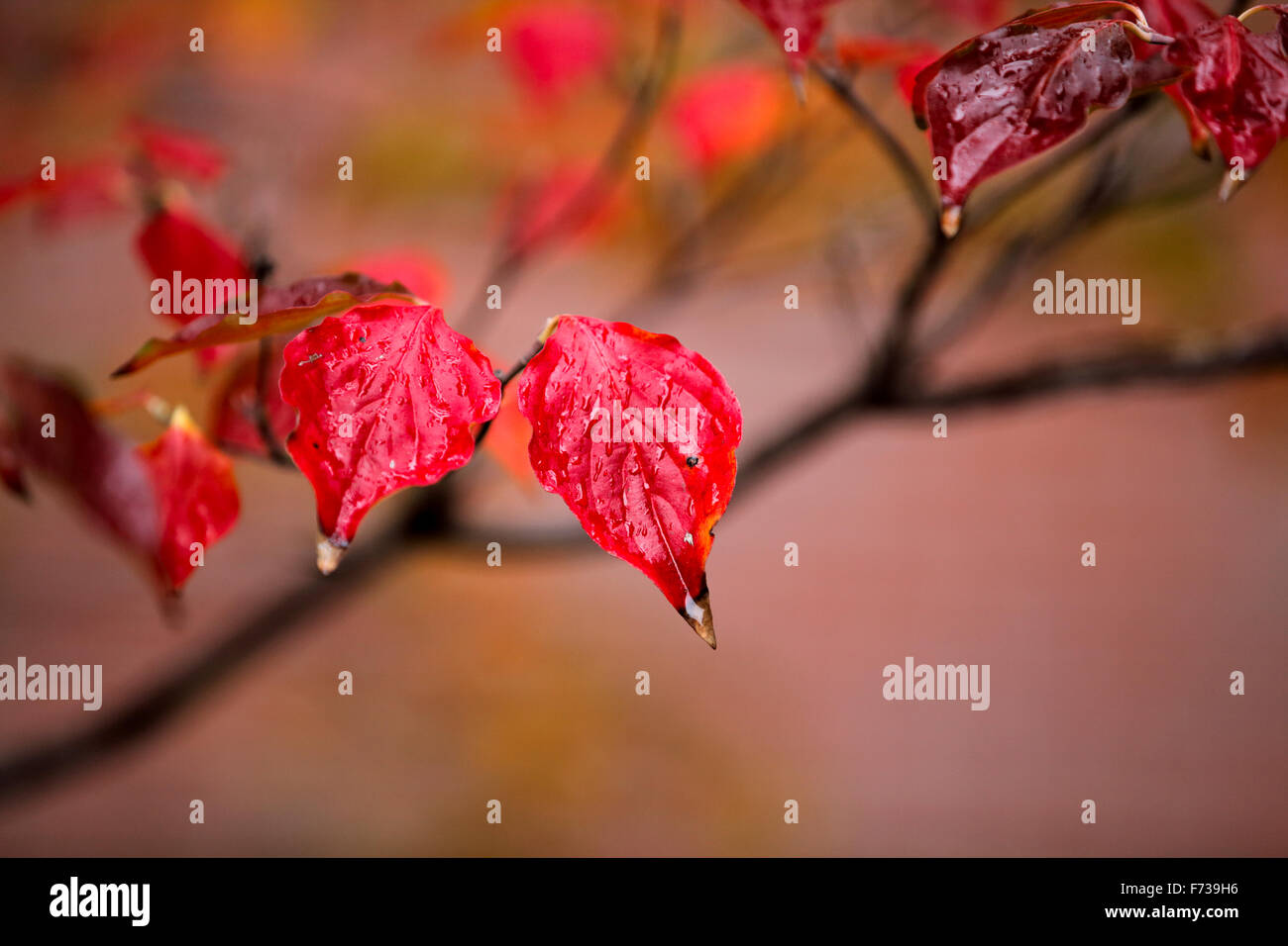 Red autumn leaves. Stock Photo