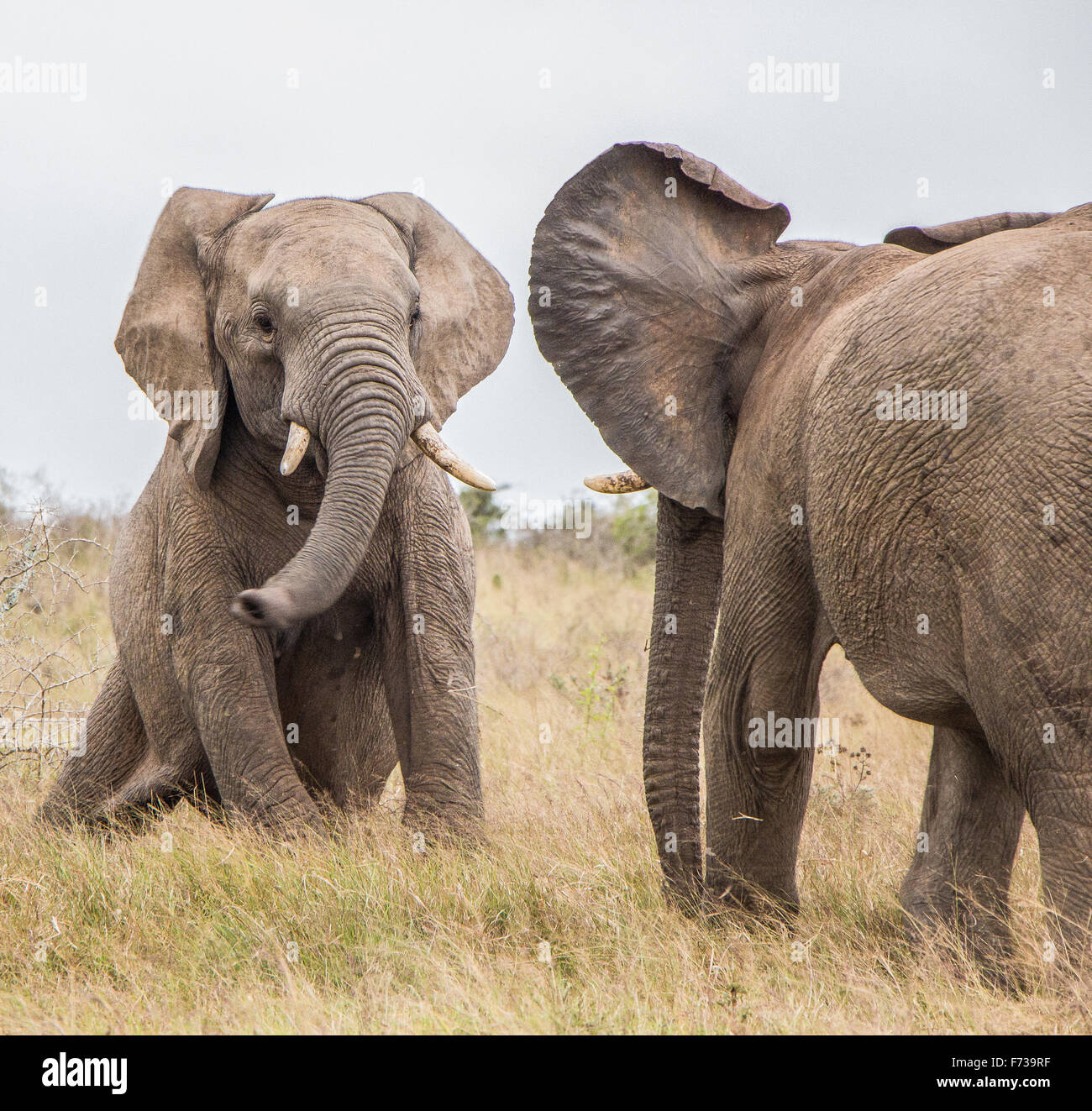 Elephant Bulls Fighting Stock Photo - Alamy