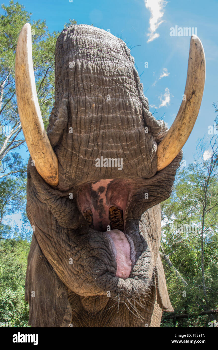 Elephant towering overhead with open mouth Stock Photo