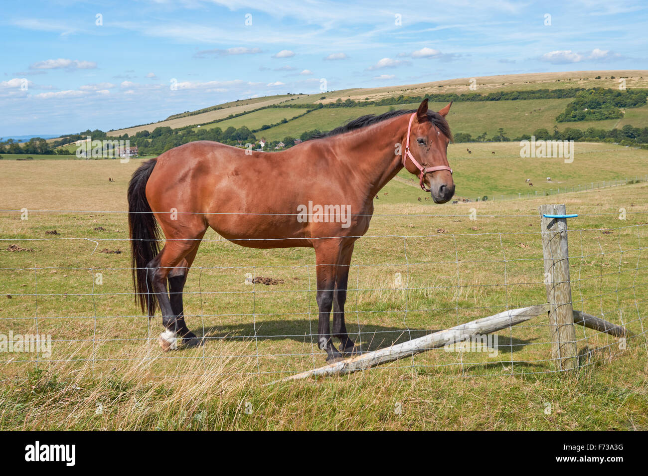 South downs sussex horse hires stock photography and images Alamy