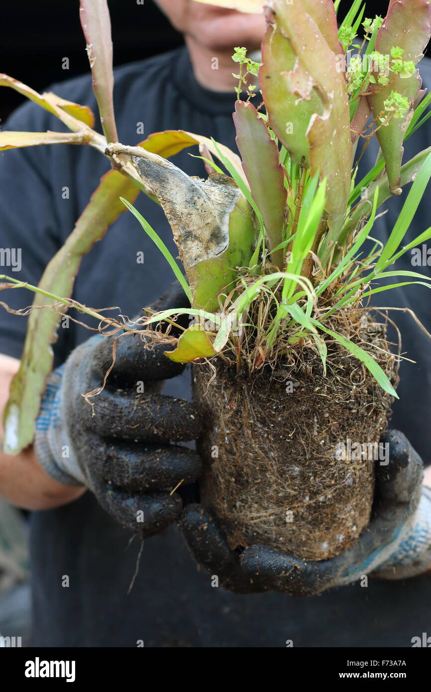 Removing grass and weeds from Epiphyllum or also known as Orchid cactus Stock Photo