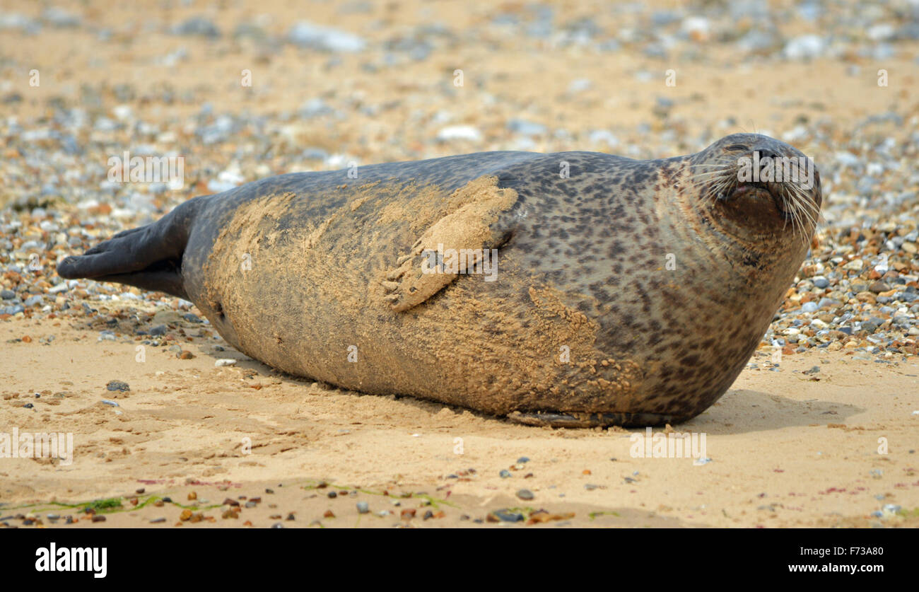 Great seal of the united kingdom hi-res stock photography and images ...