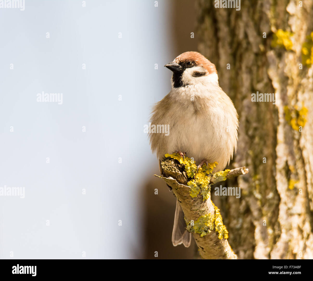 Sparrow sitting on the branch of a tree Stock Photo