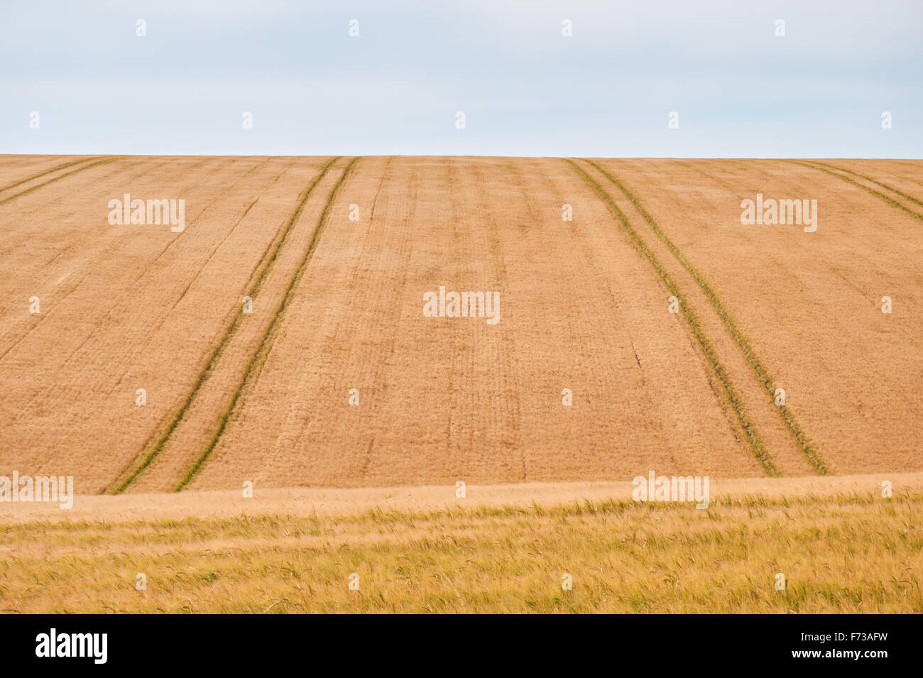 Field of ripe wheat stretching uphill Stock Photo