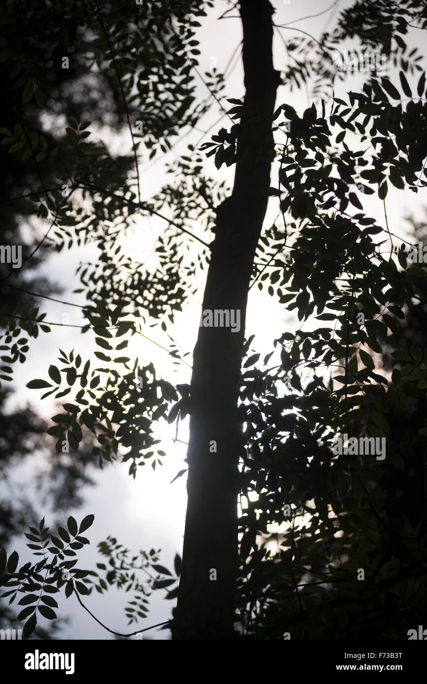 Tree shadow in forests hi-res stock photography and images - Alamy