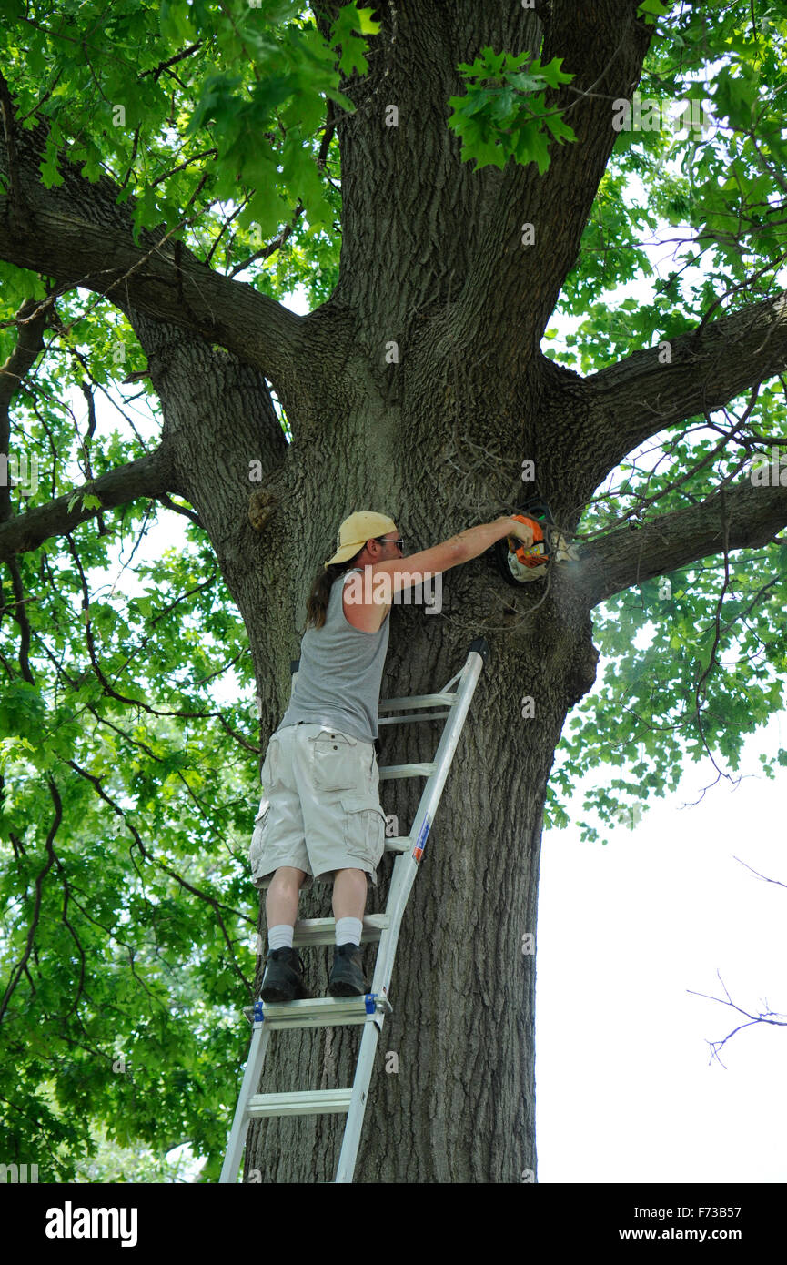 Man cutting tree hires stock photography and images Alamy