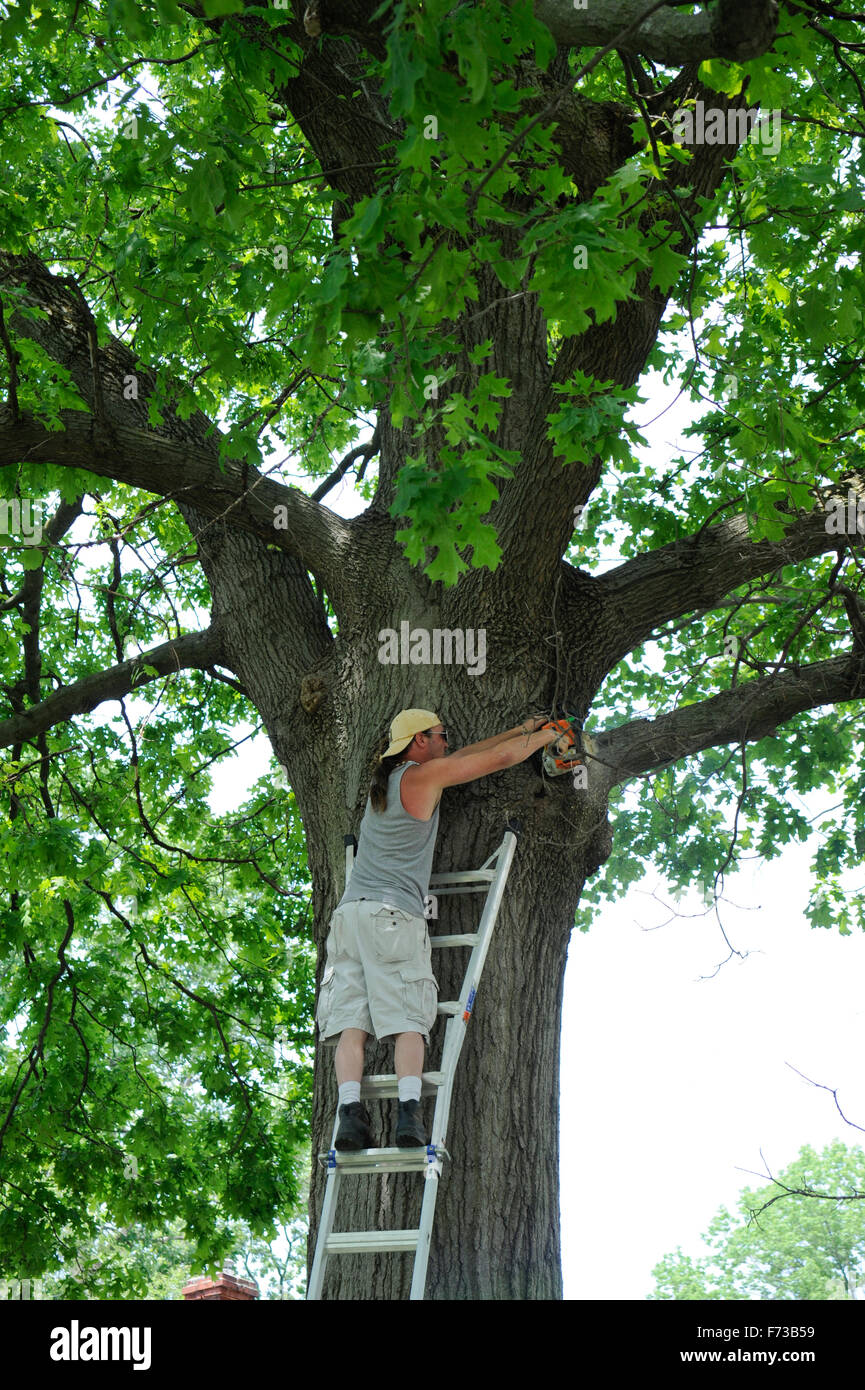 Man cutting tree branch Stock Photo