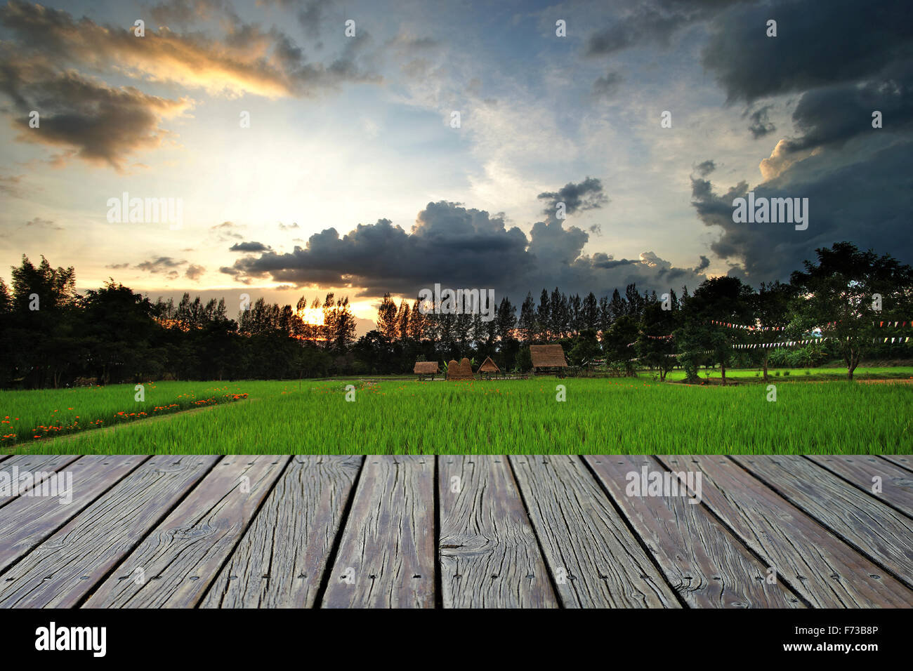 Paddy field background hi-res stock photography and images - Alamy