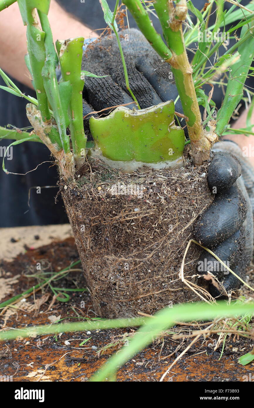 Removing weeds and grass from Epiphyllum or also known as Orchid cactus Stock Photo