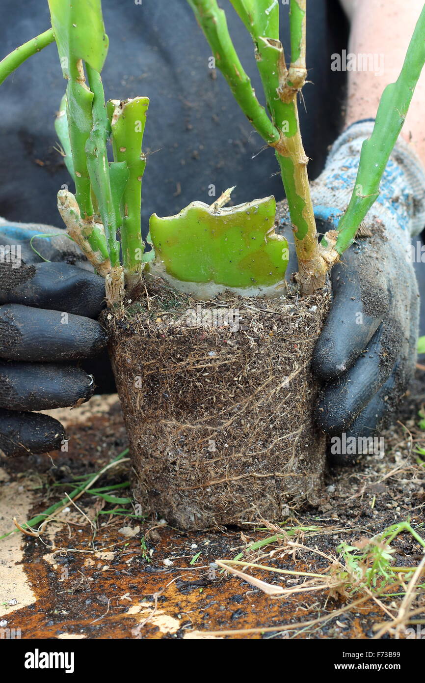 Adult male removing grass and weeds from Epiphyllum or also known as Orchid cactus Stock Photo