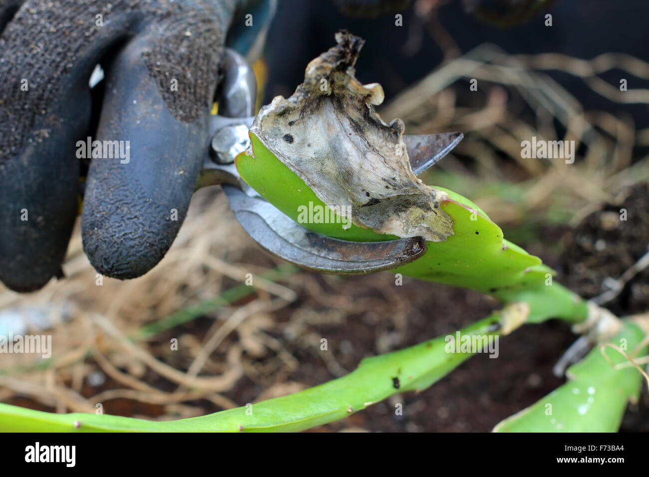 Removing Damaged Epiphyllum or also known as Orchid cactus Stock Photo