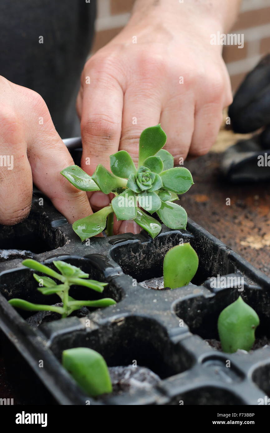 Planting Aeonium succulent in a seed tray Stock Photo