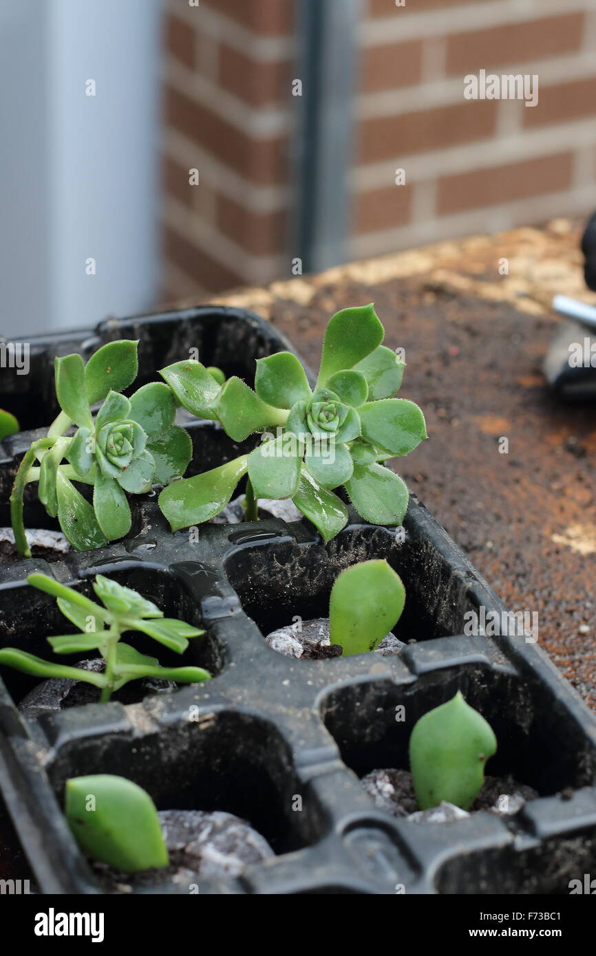 Aeonium succulents in a seed tray Stock Photo