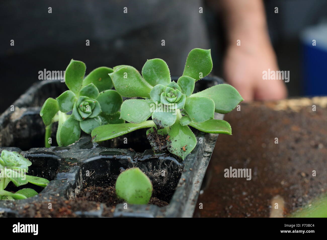 Aeonium haworthii Stock Photo