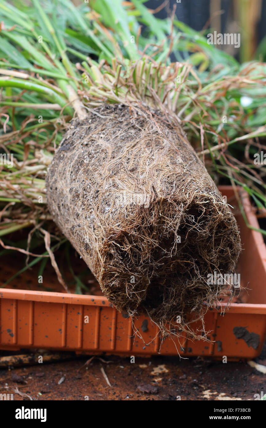 Cactus with roots hires stock photography and images Alamy