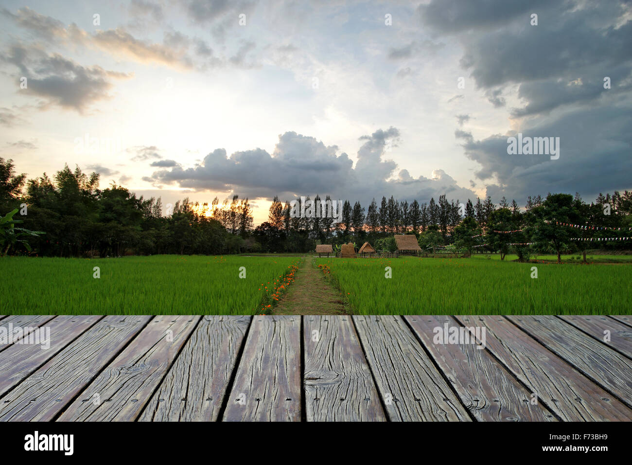 Paddy field background hi-res stock photography and images - Alamy