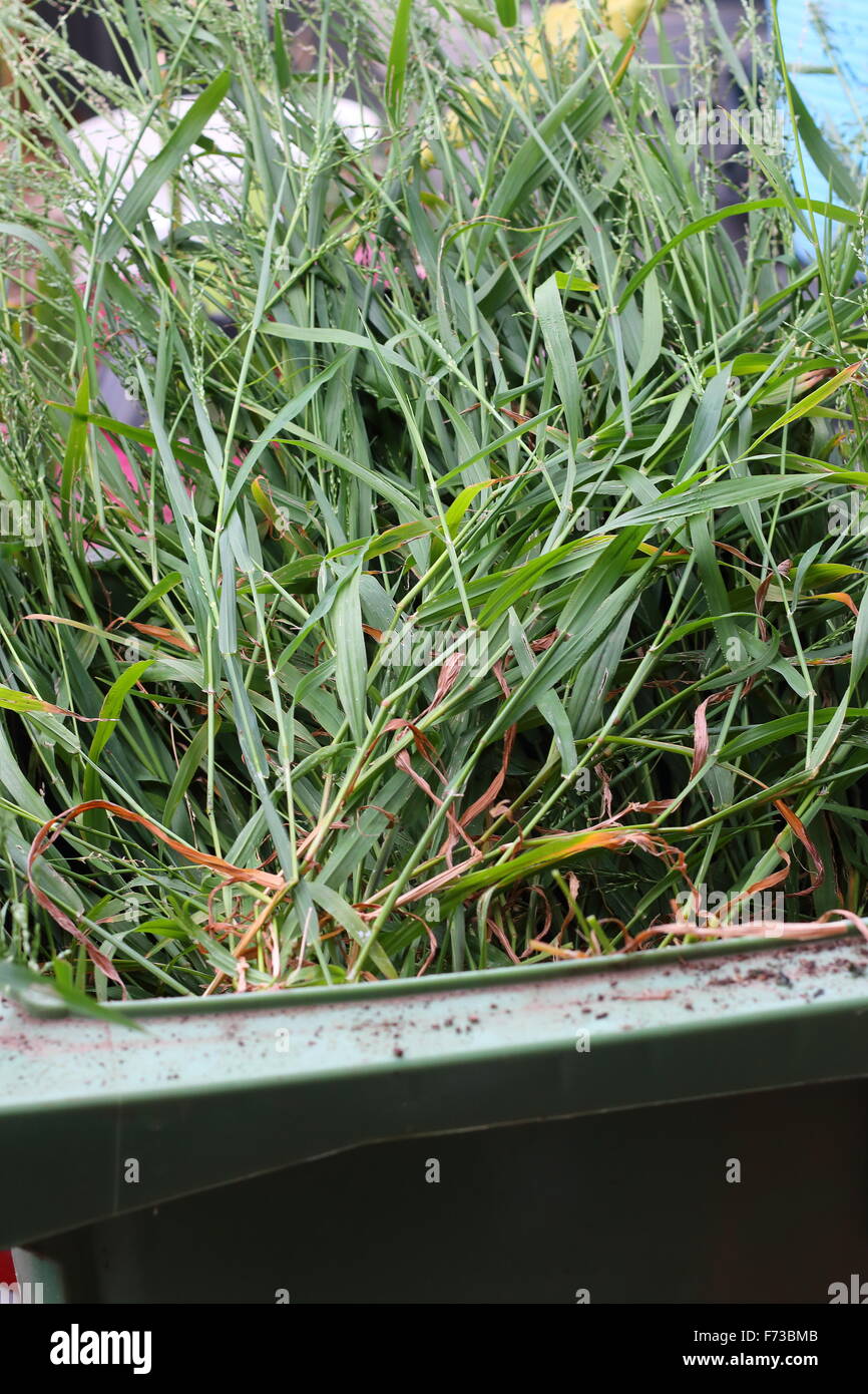 Grass clippings in green rubbish bin Stock Photo
