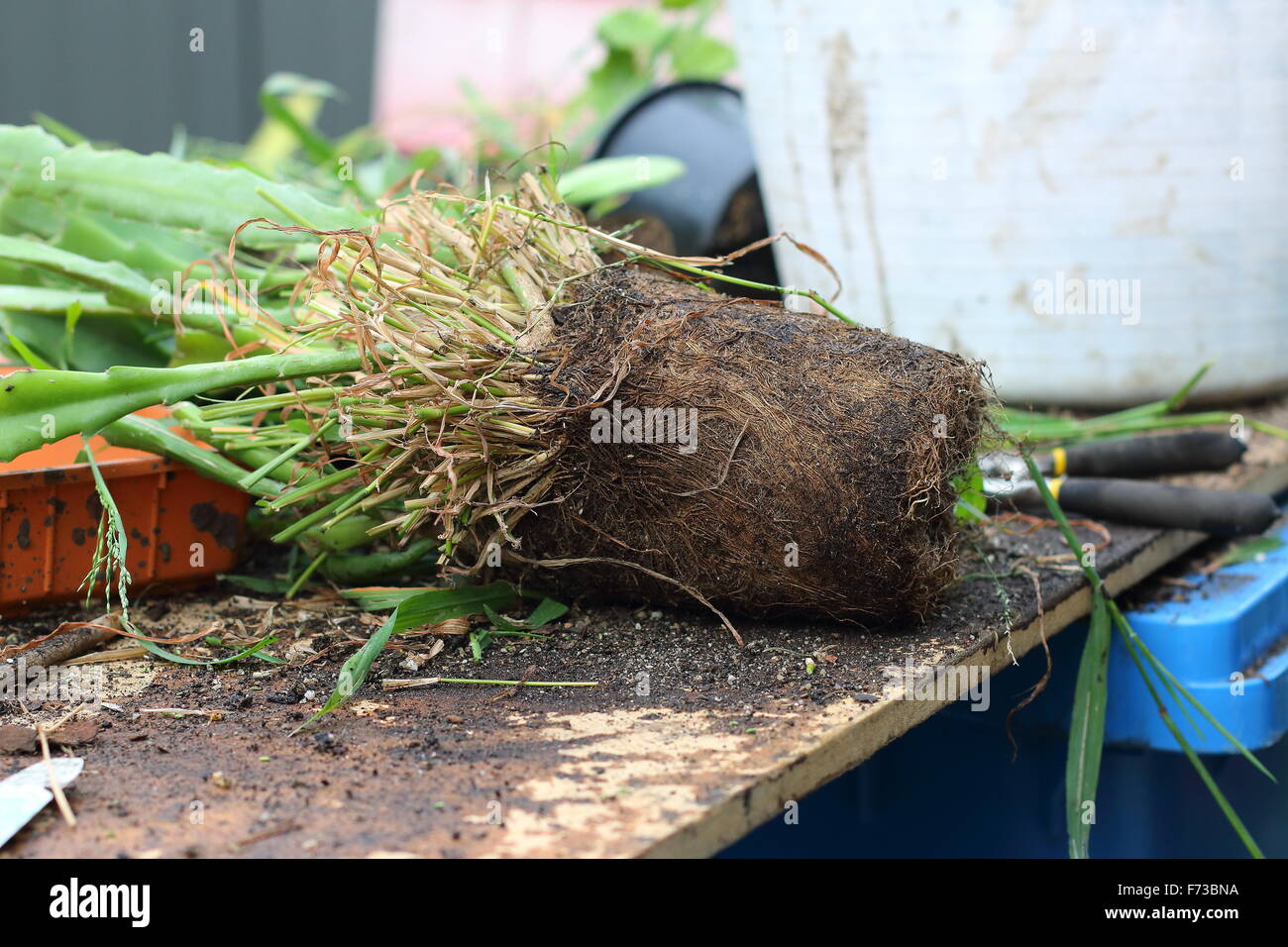 Root bound or over grown roots of Epiphyllum or also known as Orchid cactus Stock Photo