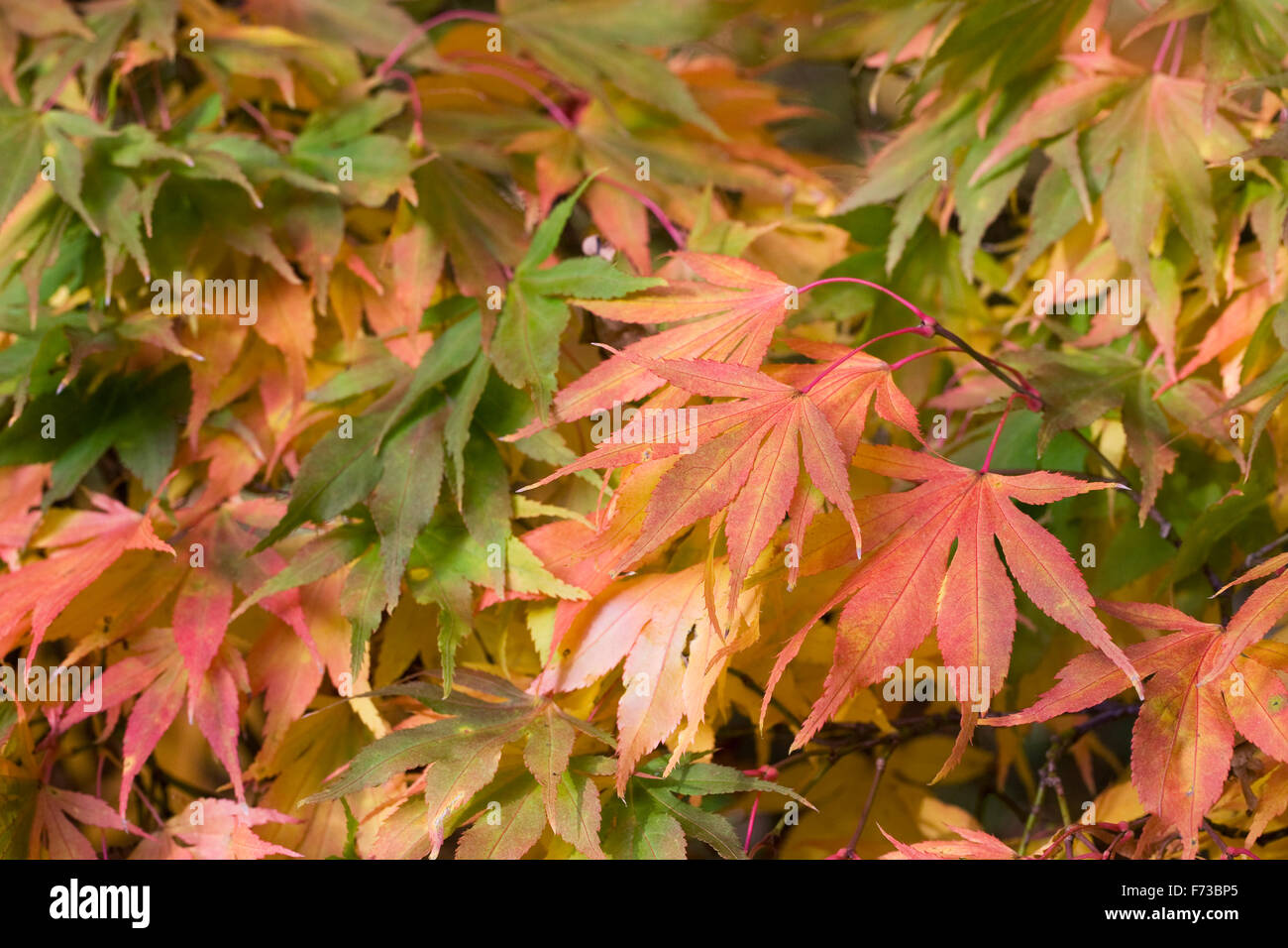Acer palmatum matsumurae leaves in Autumn. Stock Photo