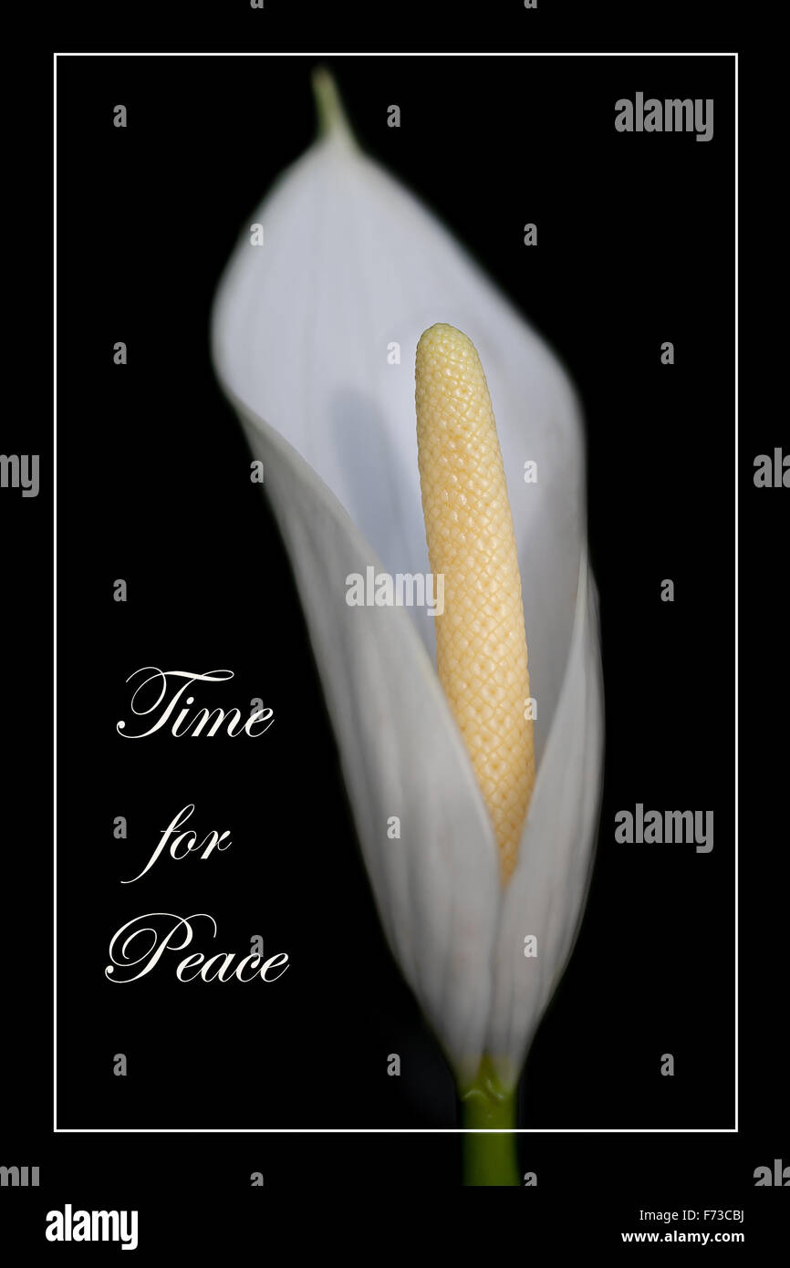 White peace lily flower with text and border Stock Photo