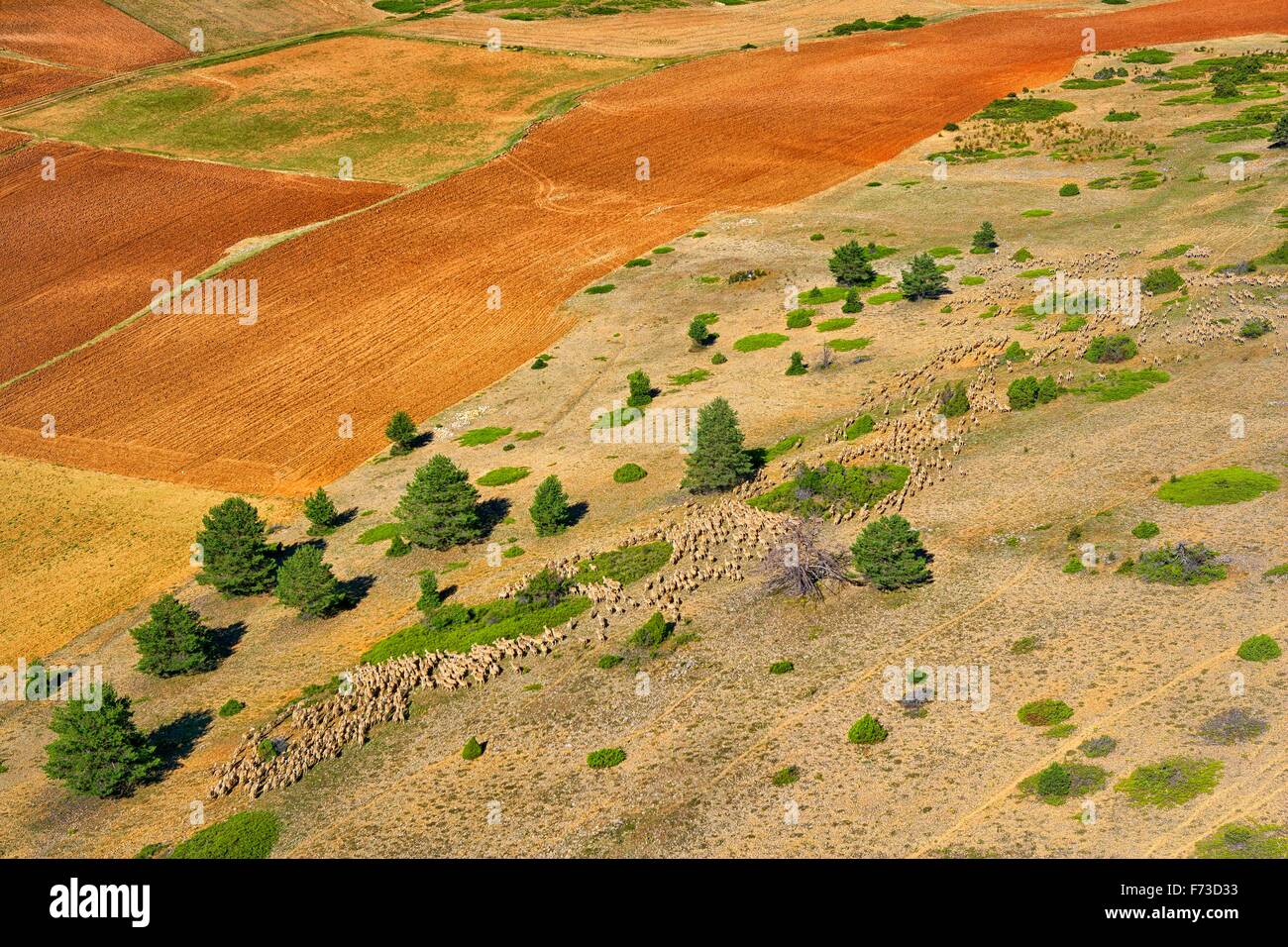 Transhumance with sheep in the Iberian Peninsula (Spain). From Cuenca to Extremadura Stock Photo