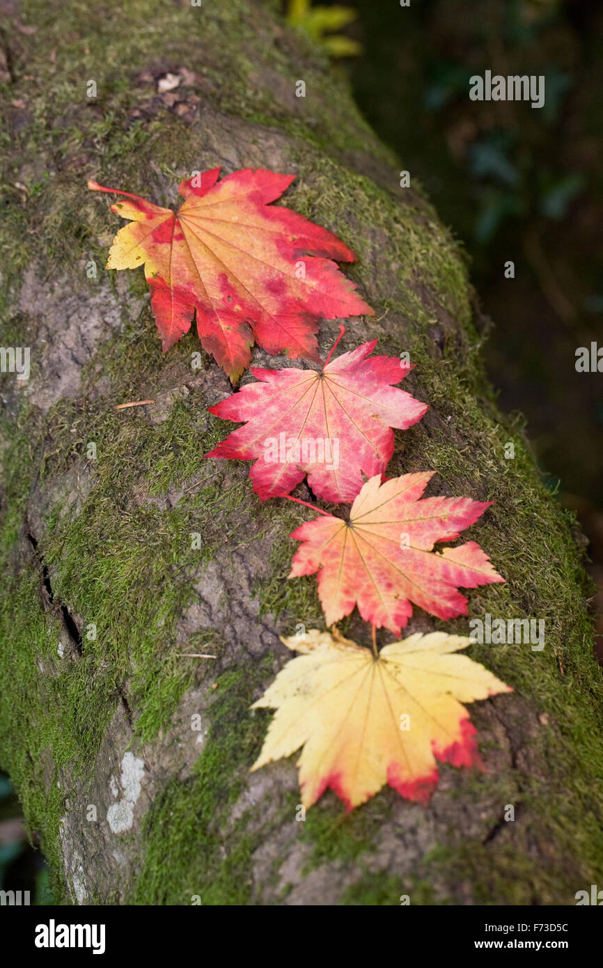 Maple leaf pattern on tree branch. Stock Photo