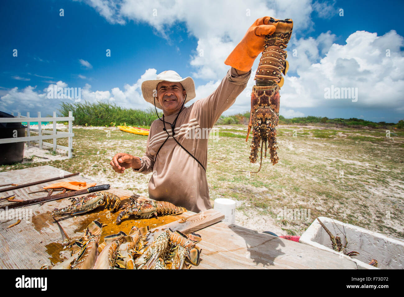 ANEGADA ISLAND, BRITISH VIRGIN ISLANDS, CARIBBEAN. A man holds a fresh lobster up above a wooden table where he guts other lobsters. Stock Photo
