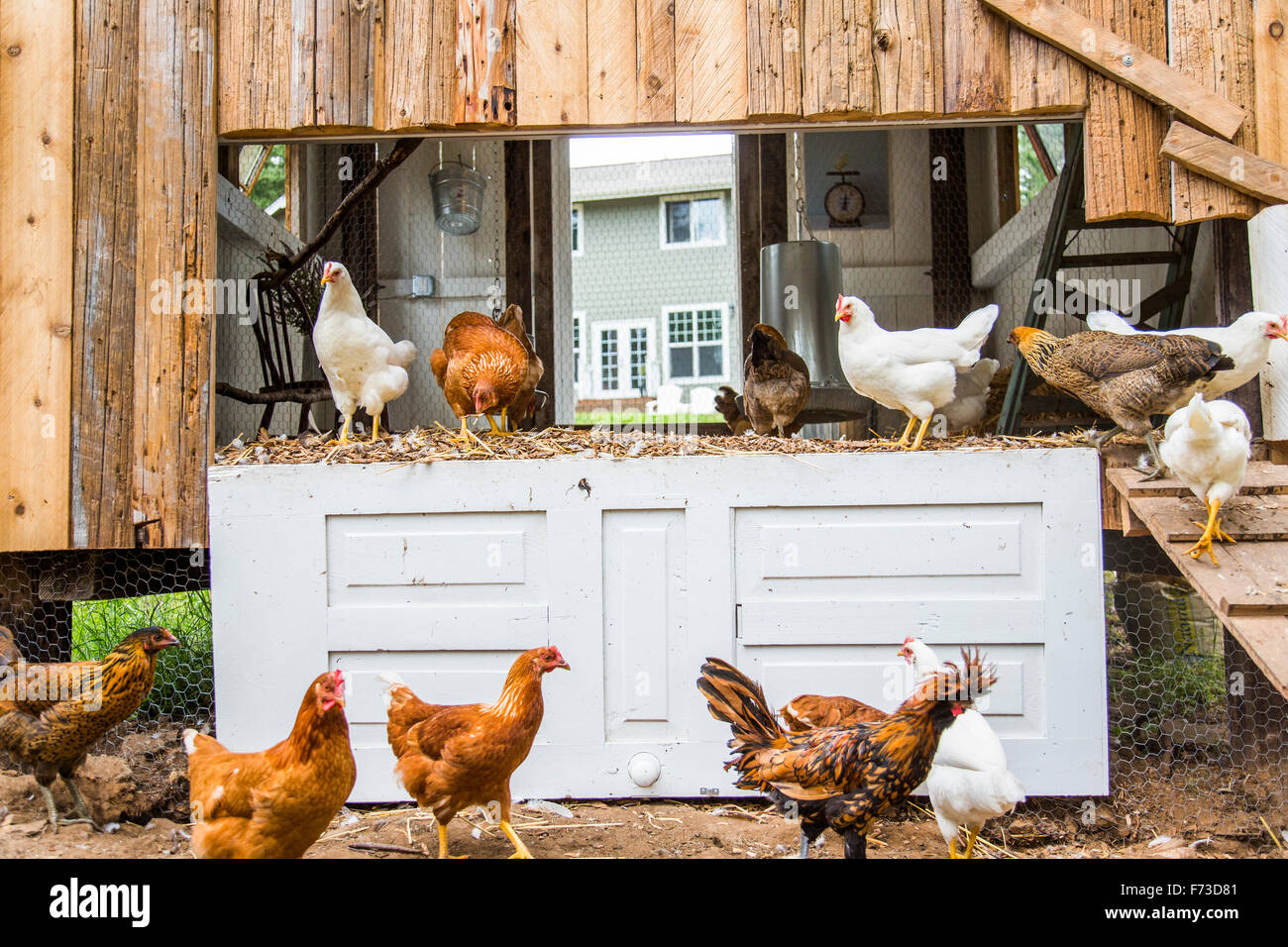 From small, homemade structures to large, elaborate homes, chicken