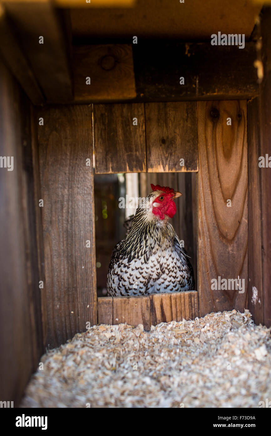 From small, homemade structures to large, elaborate homes, chicken