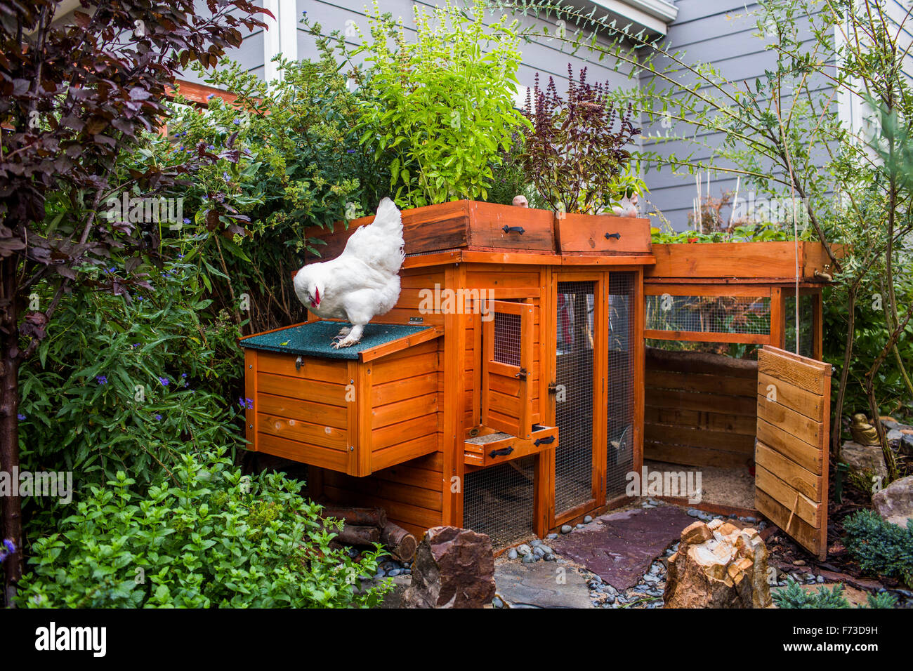 From small, homemade structures to large, elaborate homes, chicken