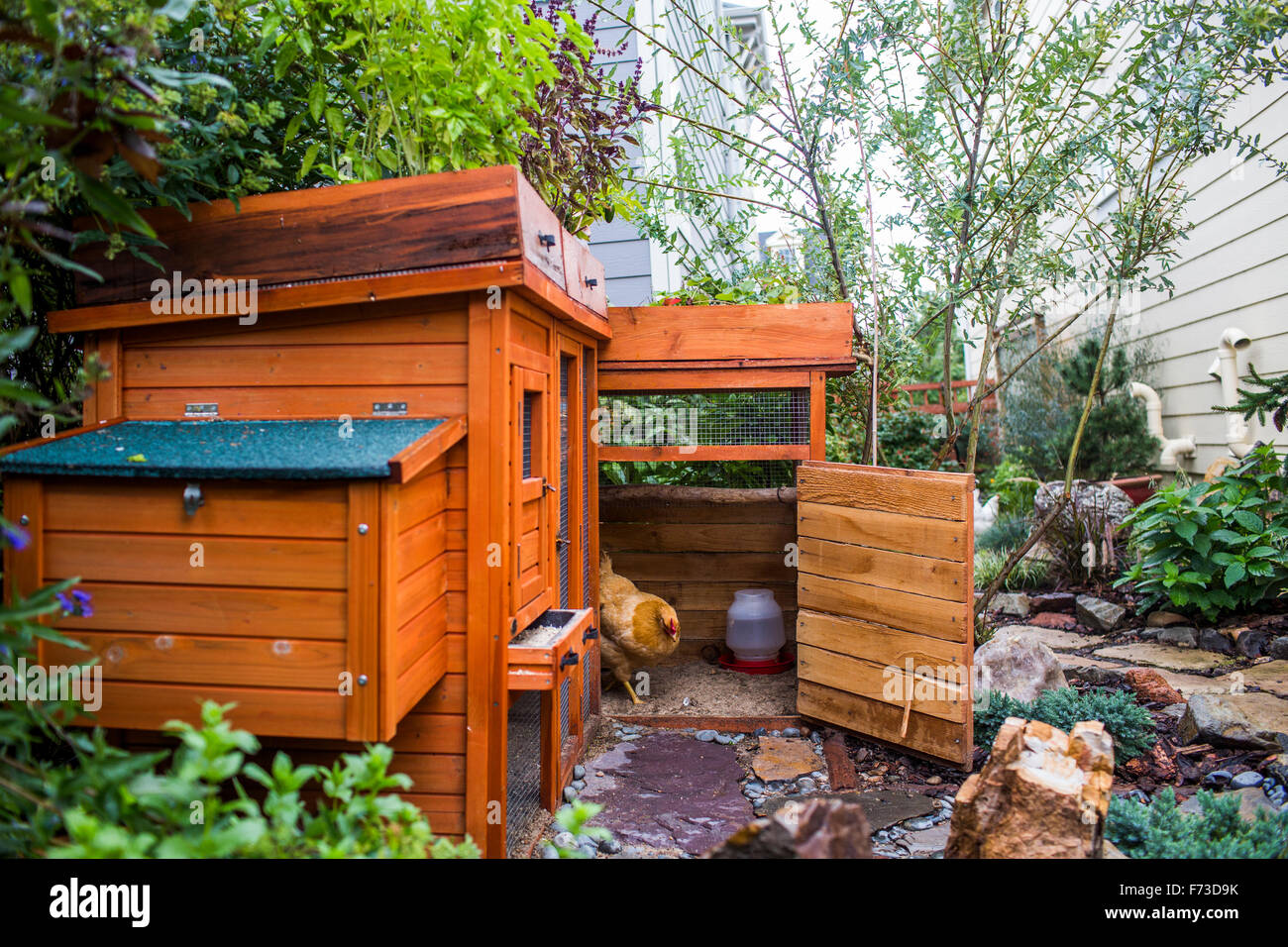 From small, homemade structures to large, elaborate homes, chicken