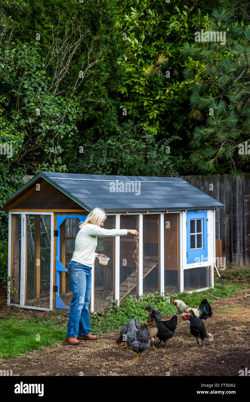 From small, homemade structures to large, elaborate homes, chicken