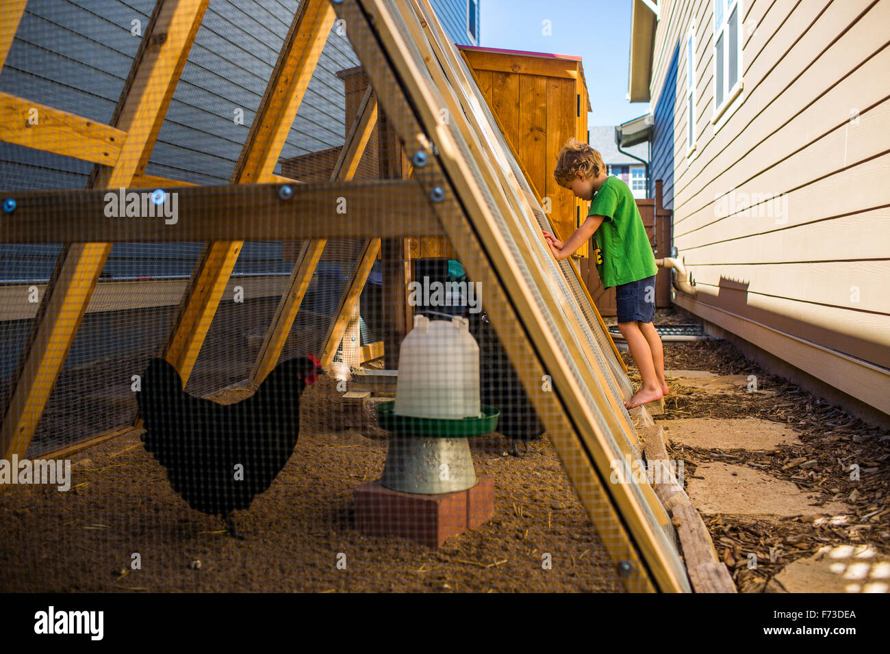 From small, homemade structures to large, elaborate homes, chicken