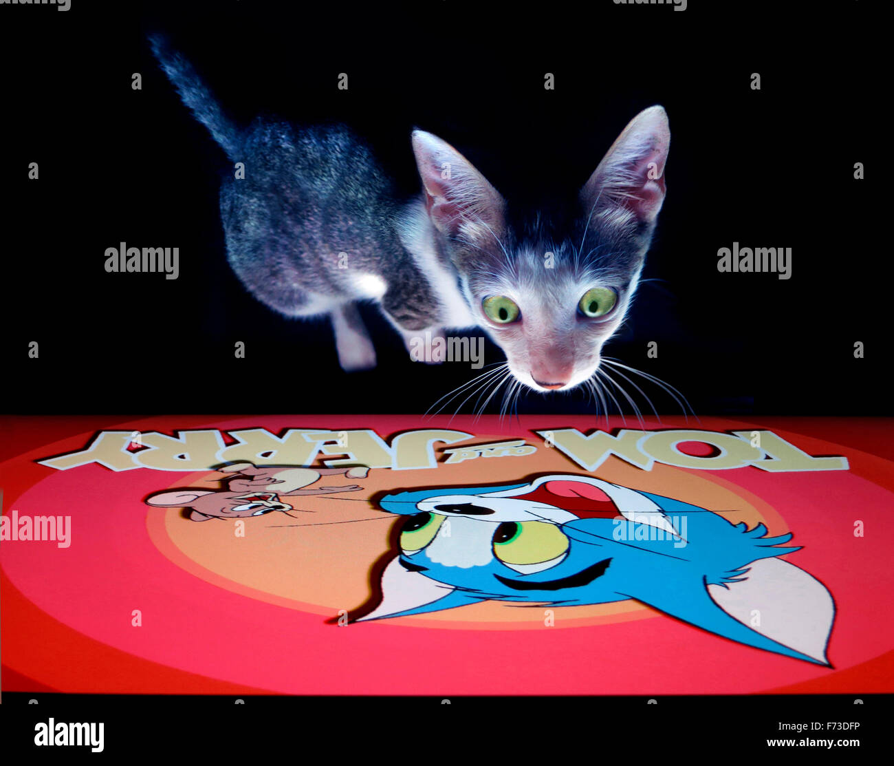 Cat watching Tom and Jerry on TV Stock Photo