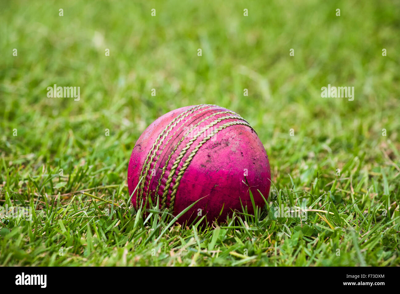 Close up of  red cricket ball on the outfield digitally altered to the colour pink Stock Photo