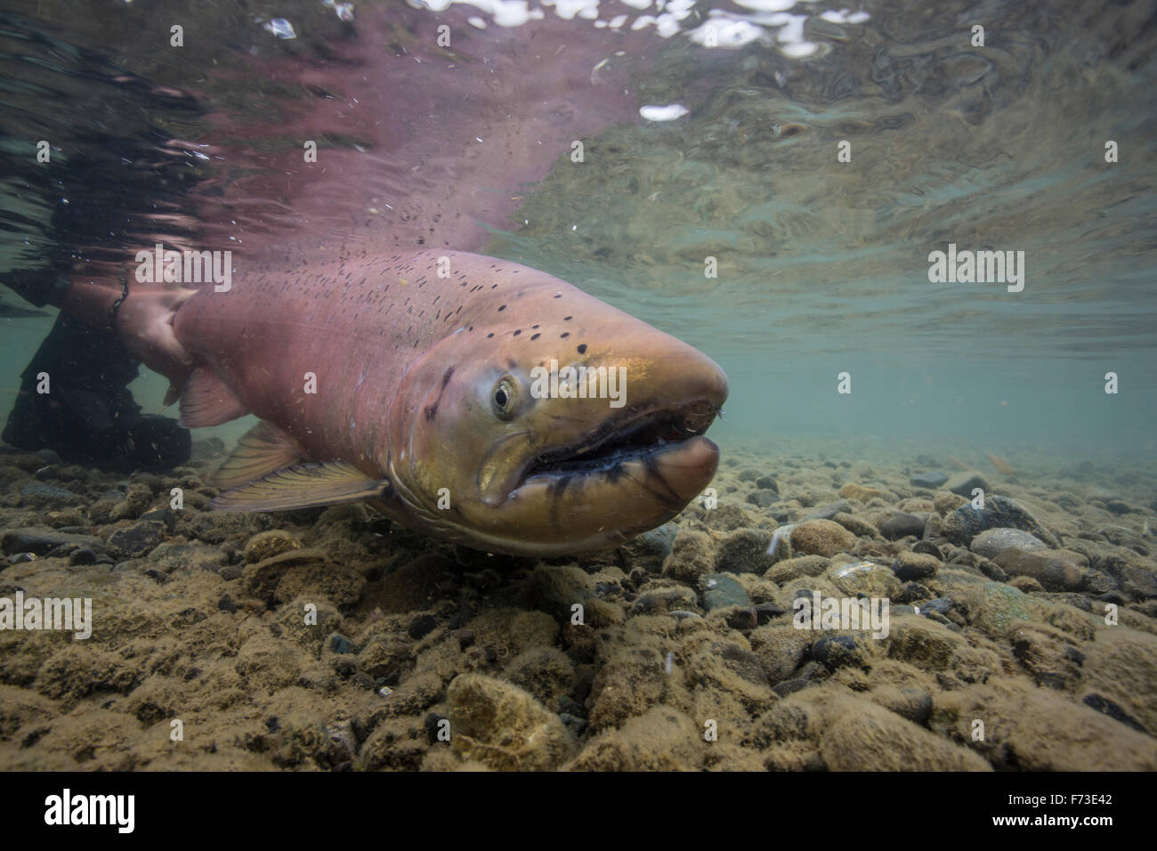 Alaska king salmon underwater hi-res stock photography and images - Alamy