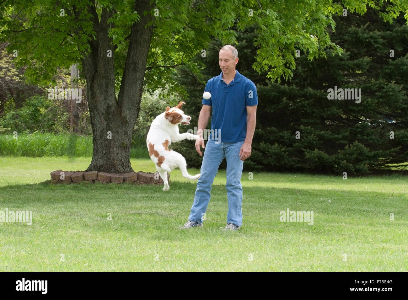 Dog leaps in air to catch ball after man tosses it for her Stock Photo