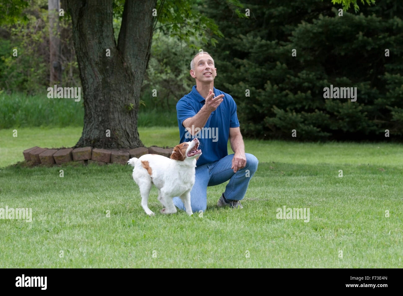 Man tosses ball for his pet dog, a Brittany spaniel Stock Photo