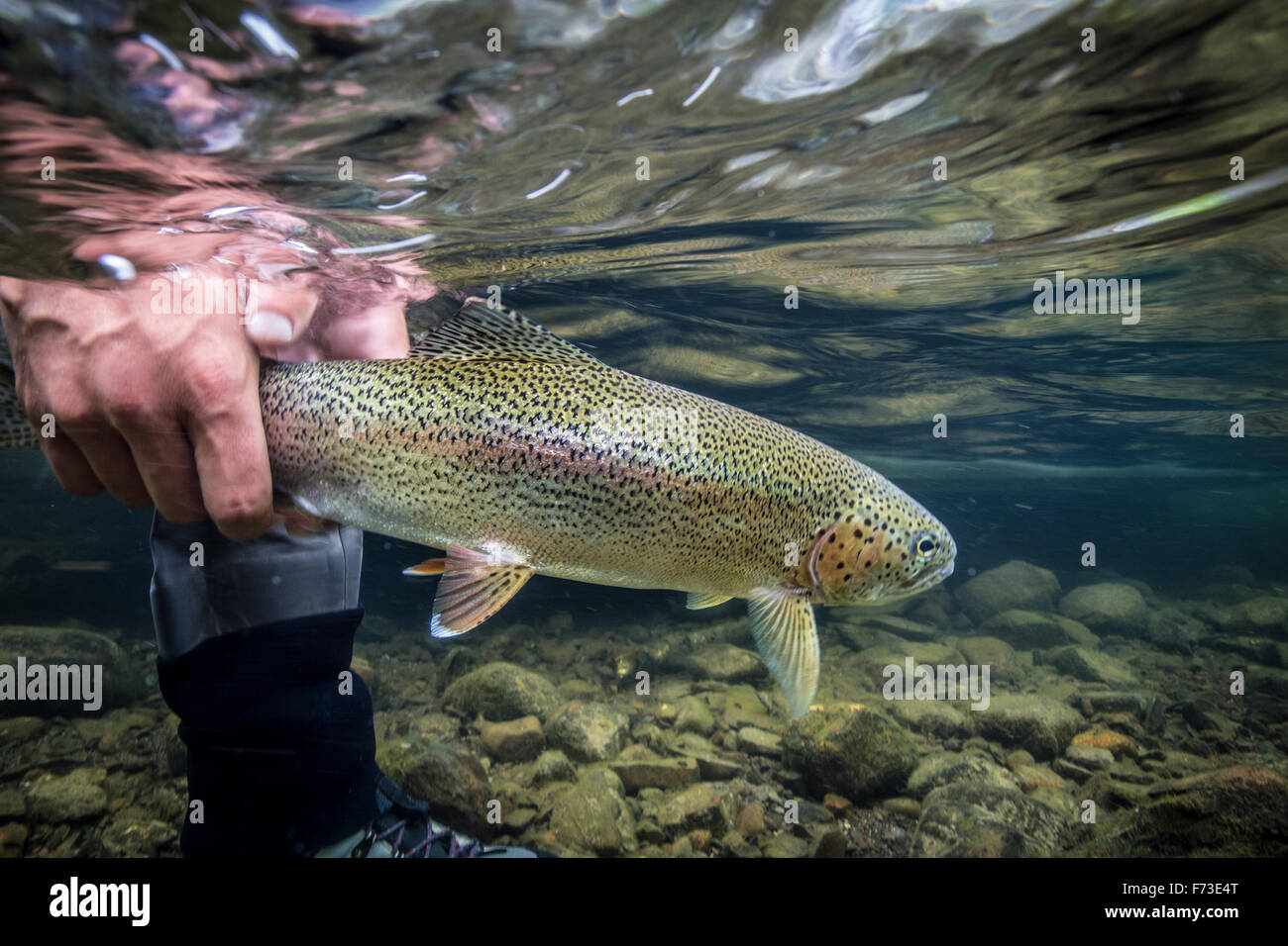Releasing a rainbow trout in the Bristol Bay region, Alaska. Stock Photo