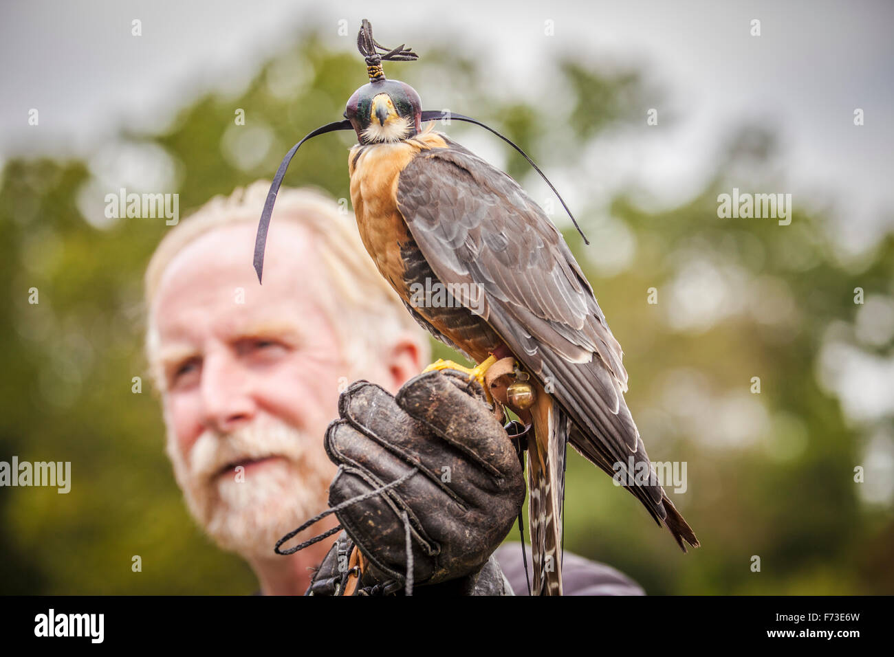 Falconer and his bird of prey Stock Photo Alamy