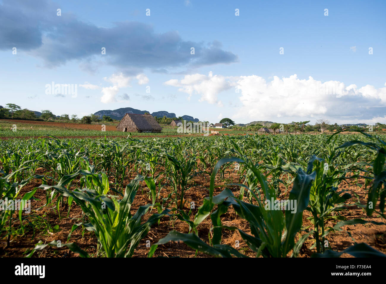 A farm field in Viñales, Cuba. Stock Photo