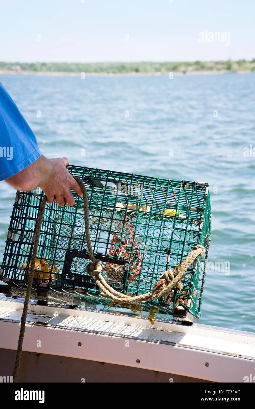 Setting a lobster trap Stock Photo Alamy